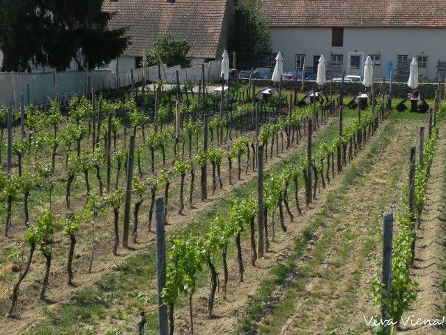 Wachau – Região de vinhos da Áustria