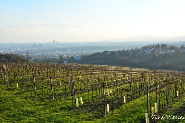 O que ver em Viena: Kahlenberg