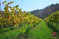 Portugal: Valença, MQ Vinhos, Palácio da Brejoeira e Vila Nova de Cerveira